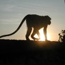猿と夕陽