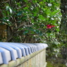 山茶花
