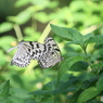 生物園Ⅲ－11