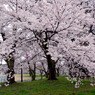 校庭の桜