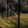 桜と影