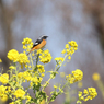 菜の花畑のジョウビタキ