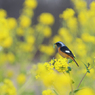 菜の花畑のジョウビタキ