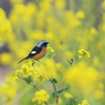 菜の花畑のジョウビタキ