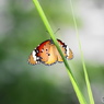 生物園Ⅲ－13