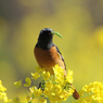 菜の花とジョウビタキ（＋青虫）