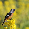 菜の花とジョウビタキ