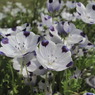 みちばたの花
