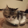 ボウル猫