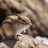 春のシマリス