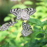 生物園Ⅲ－15