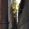 20151217-DSC00271 