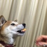 なんかちょーだい！その９