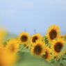 2015　山梨県明野町ひまわり