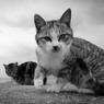 寒いのねん。冬だからニャ