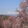 2014　桜と北アルプス（小川村より）