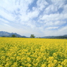 2014　飯山菜の花公園