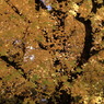 枝ぶりなう