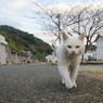 パトロールするシロちゃん