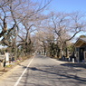 谷中霊園