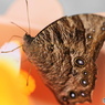 生物園Ⅲ－20