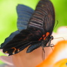 生物園Ⅲ－21