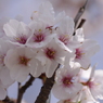 中央が赤い桜