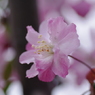 ピンクの花弁身にまとって風にもたれて