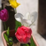 白があくび