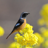 菜の花とジョウビタキ