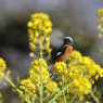 菜の花とジョウビタキ