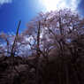 根尾淡墨桜
