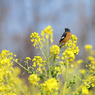 菜の花とジョウビタキ