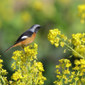 菜の花とジョウビタキ