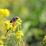 菜の花とジョウビタキ