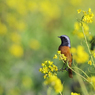 菜の花とジョウビタキ