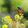 菜の花とジョウビタキ