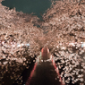 目黒川の桜