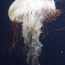 ヤナギクラゲ