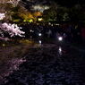 京都清水寺で桜を見るひとたち