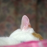 猫耳...