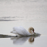 白鳥の湖