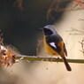 野鳥を探して　ジョウビタキ