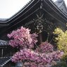 西本願寺にて