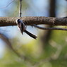 野鳥を探して　エナガ？