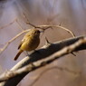 野鳥を探して　百舌？