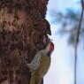 野鳥を探して　アオゲラ