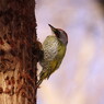 野鳥を探して　アオゲラ　Ⅱ