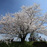 一本桜 in 権現堂（１）