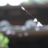 蜘蛛の糸さえ彩る。。